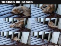 Die T�cken des Lebens