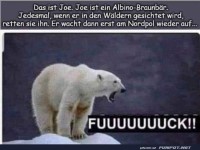 Ein Albino-Braunbär
