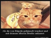 Der ältere Bruder