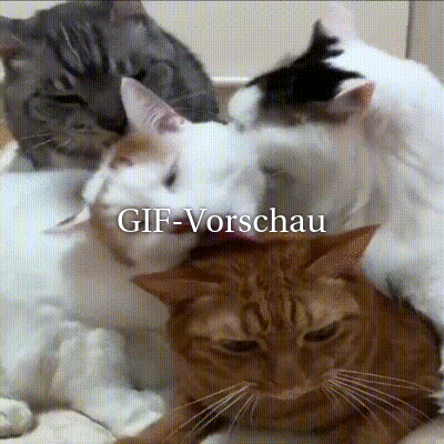 Eine-Katze-ist-nicht-so-begeistert.gif von Mina