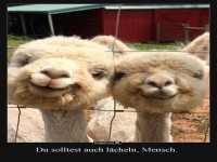 Zwei l�chelnde Lamas am Zaun