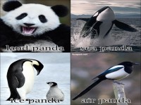 Lauter Pandas