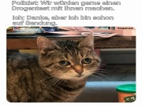 Wenn die Katze einen Drogentest verweigert