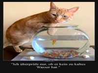 Kater auf dem Sprung in den Pool