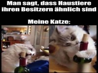Katzenwein ? Wenn die Flasche nie sicher ist