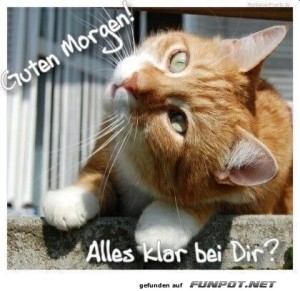 Guten-Morgen-Katze.jpg auf www.funpot.net