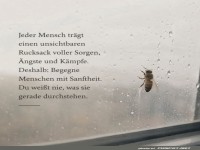 Bienenweisheit: Sanftmut zahlt sich aus!