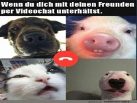 Die verr�ckte Tier-Videokonferenz