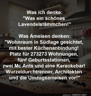 Ameisen-suchen-Wohnung-mit-Aussicht.jpg auf www.funpot.net