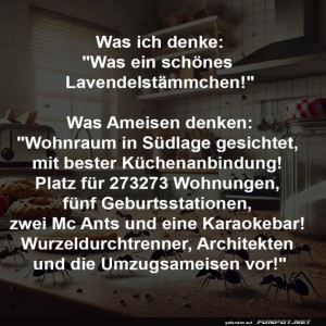 fun-Bild: Ameisen suchen Wohnung mit Aussicht