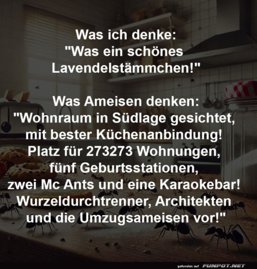 Ameisen-suchen-Wohnung-mit-Aussicht.jpg auf www.funpot.net