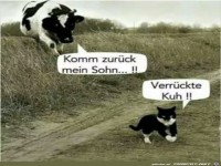 verrueckte kuh