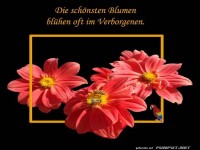 Die schoensten Blumen