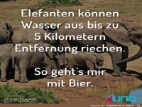 Elefanten koennen