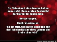 ein Elefant und eine Ameise haben geheiratet