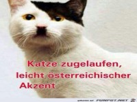 Katze