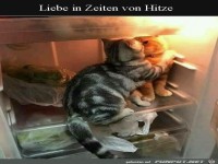 Katzen im K�hlschrank