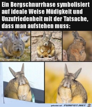 M�der-Hase.jpg auf www.funpot.net