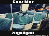 Das sind dann wohl Zugvögel