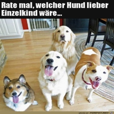 Einer-wäre-lieber-ein-Einzelhund.jpg von Sokan