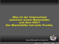 Was ist der Unterschied zwischen einem Marienkfer und dem