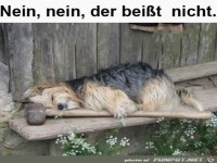 Der bei�t nicht der schl�gt