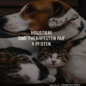 herz-Bild: Haustiere