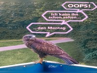 Vogel Bussard Gru Montag