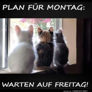 fun-Bild: Plan für Montag