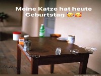 Katzen-Geburtstag