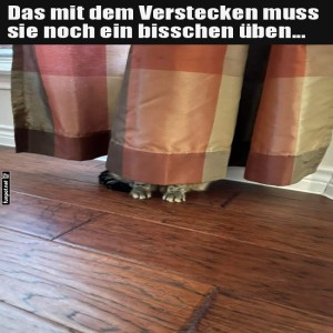 fun-Bild: Meisterhaftes Versteckspiel in Aktion