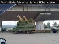 Giraffen im H�henflug!