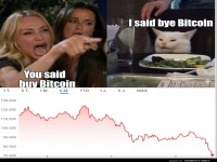 Katzen weisen Schuld zu