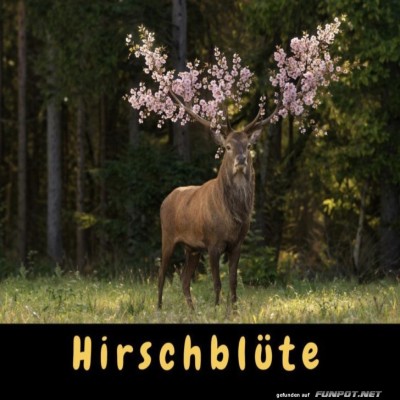 Blühende-Geweihe:-Der-Frühling-ist-da!.jpg von Lucie37