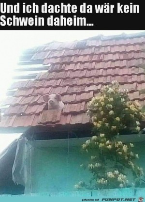 Kein-Schwein-daheim.jpg auf www.funpot.net