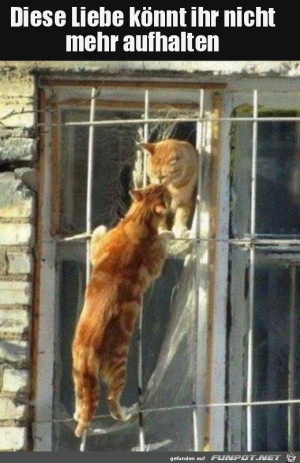 Katzen-Liebe.jpg auf www.funpot.net