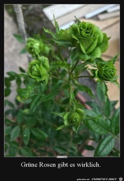 Grüne Rosen
