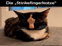 Die lustige Stinkefingerkatze