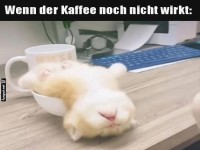 Katzenkaffee: Wenn der Montag zuschl�gt