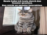 Katzen-Hhepunkt des Tages