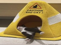 Vorsicht! Kater au�er Kontrolle!