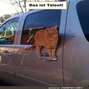Fahrzeugt�r-Surfing-auf-Katzenart!.jpg von Nele68