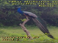 Das Nichtstun zu genieen...