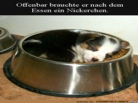 M�der Welpe