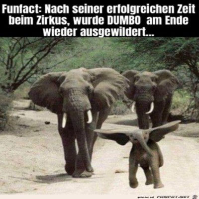 Dumbo.jpg von Brenda