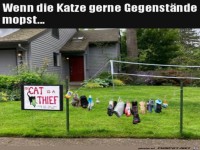 Diebische Katze