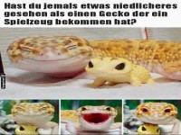 Niedlicher Gecko mit Spielzeug