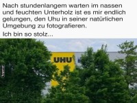 Uhu im natrlichen Lebensraum