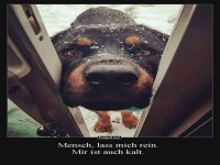 Hund: Ich will auch reinkommen!
