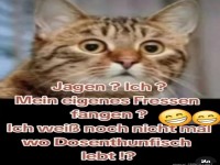 Katzenproblem: Wo wohnt der Dosenthunfisch?